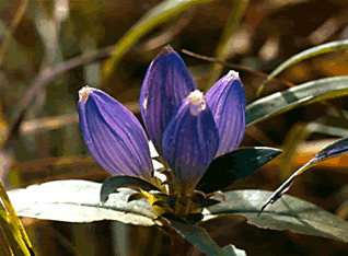 Gentiana s0060